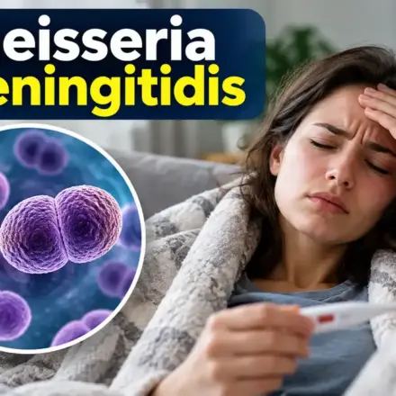 neisseria-meningitidis